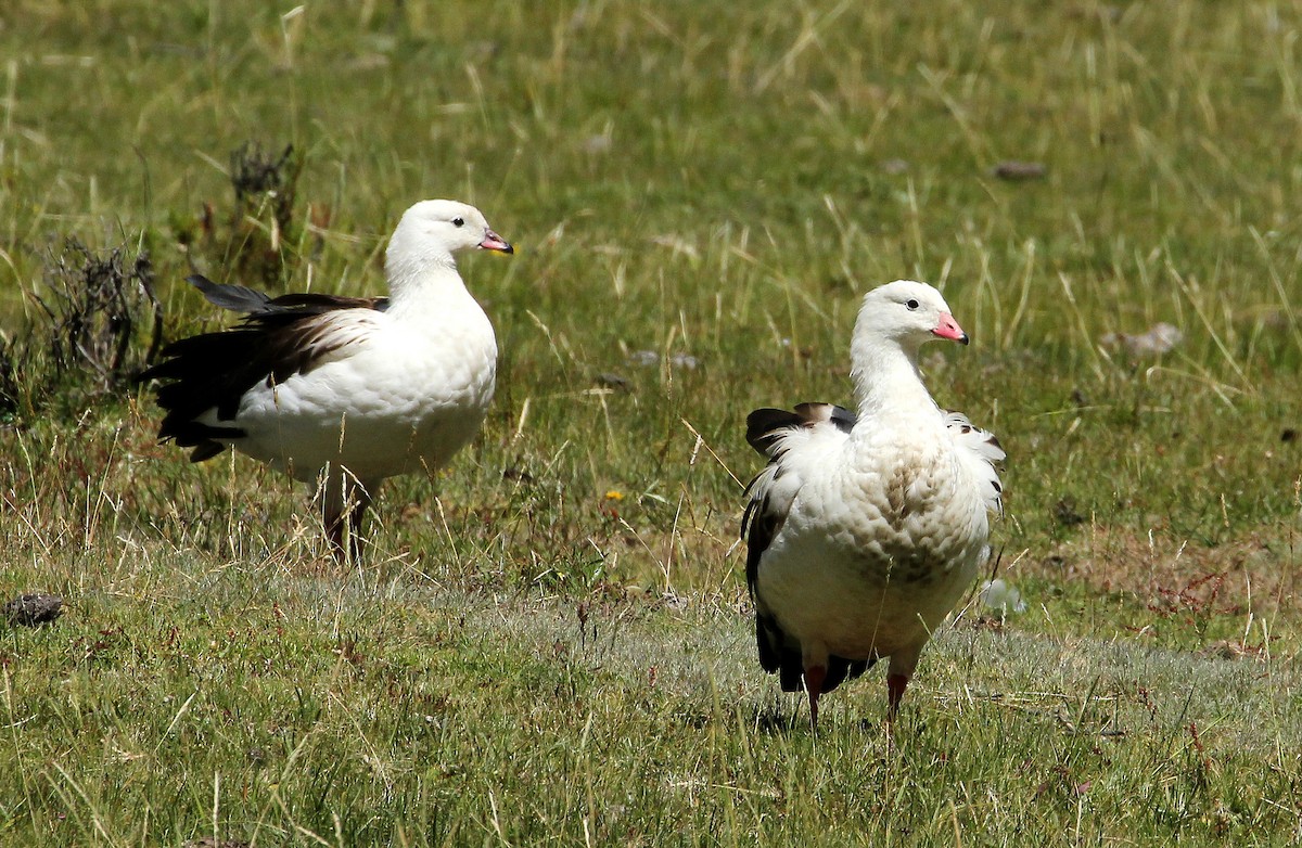 Andean Goose - ML463247791
