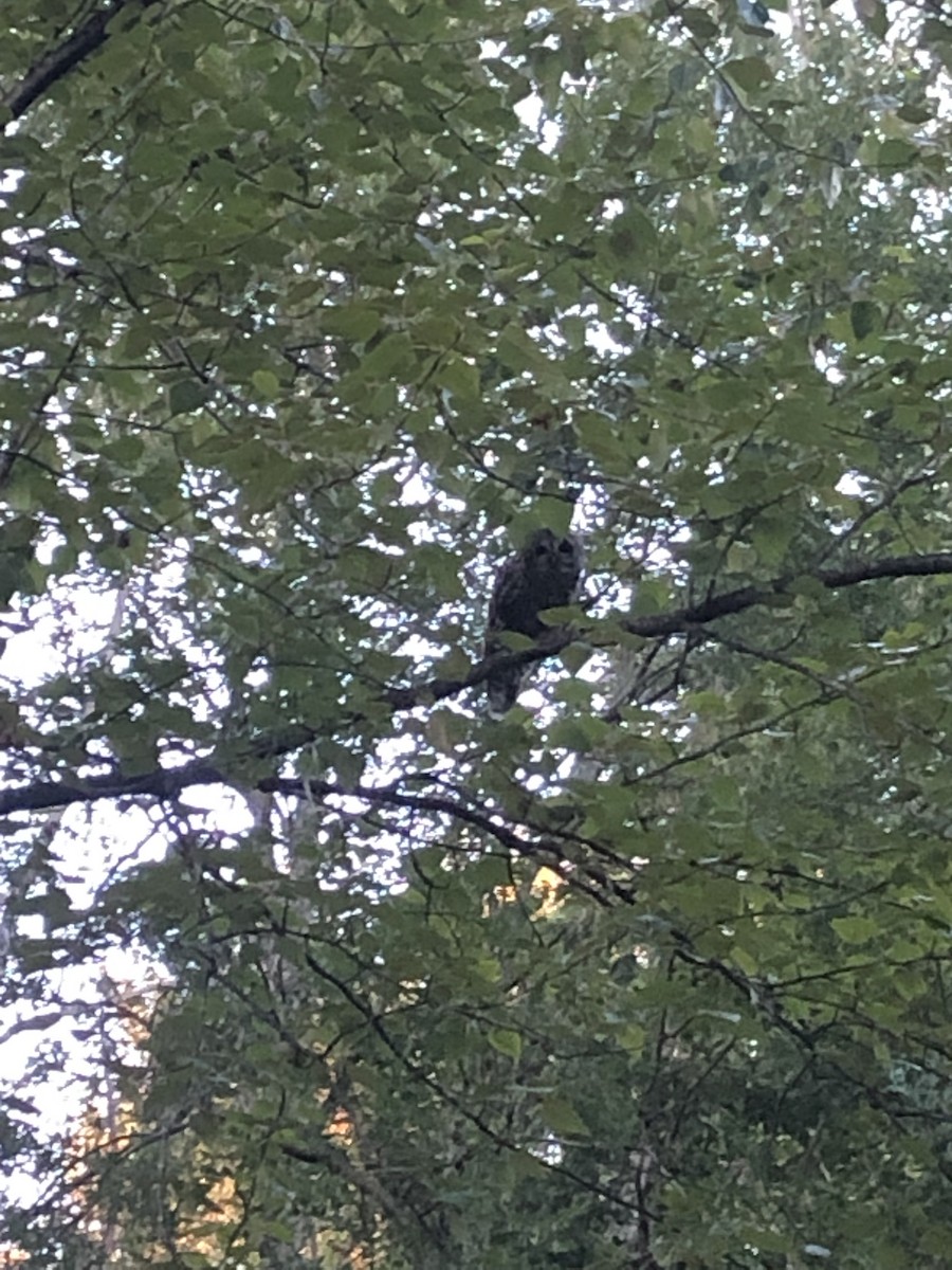 Barred Owl - ML463250621