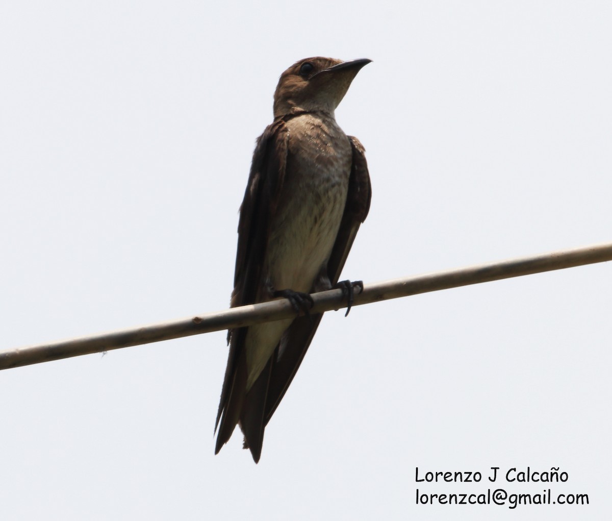 Gray-breasted Martin - Lorenzo Calcaño