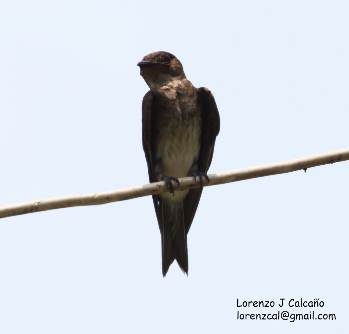 Gray-breasted Martin - Lorenzo Calcaño