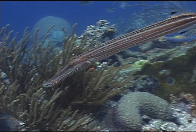 Atlantic trumpetfish - ML463253