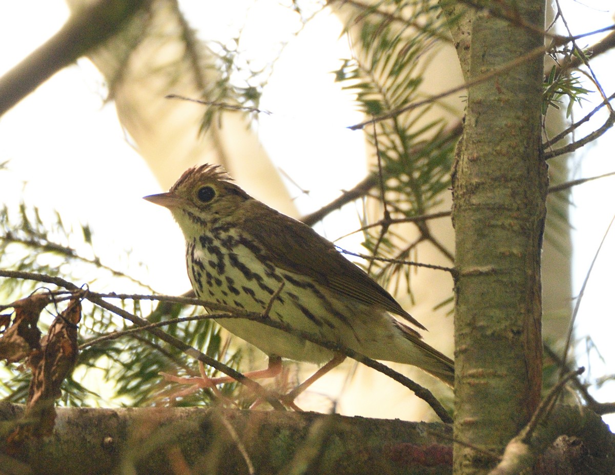 Ovenbird - ML463254071