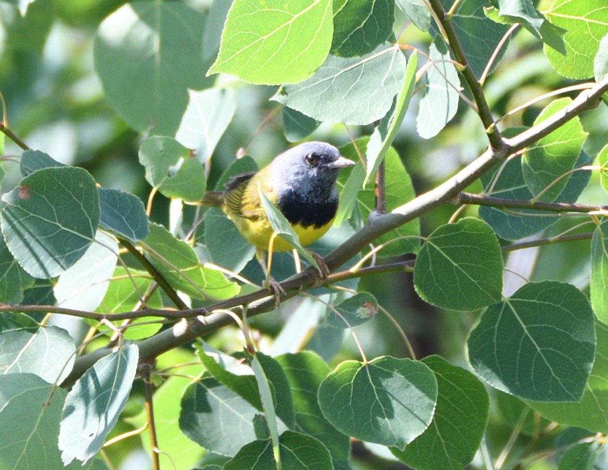 Mourning Warbler - ML463254251