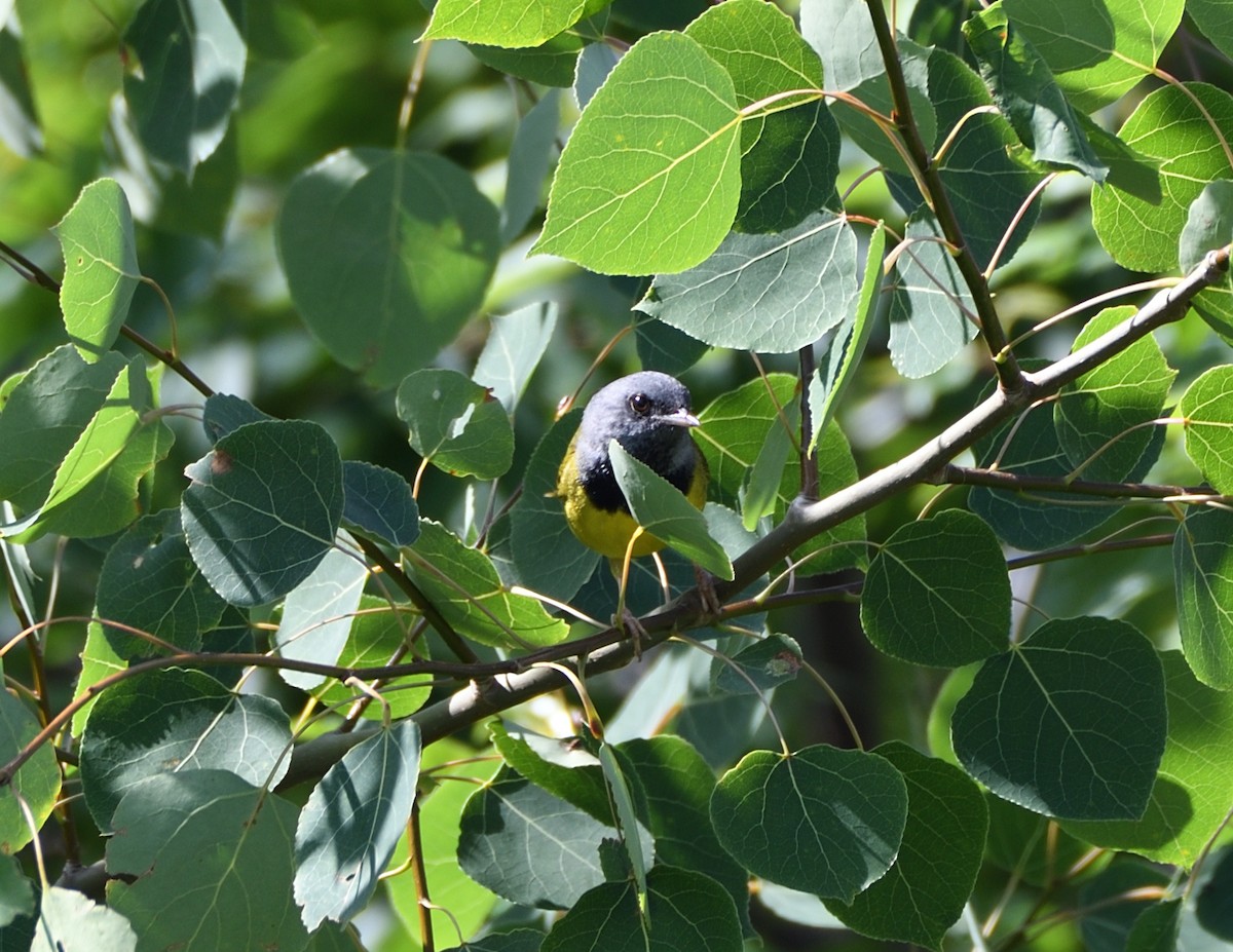 Mourning Warbler - ML463254281