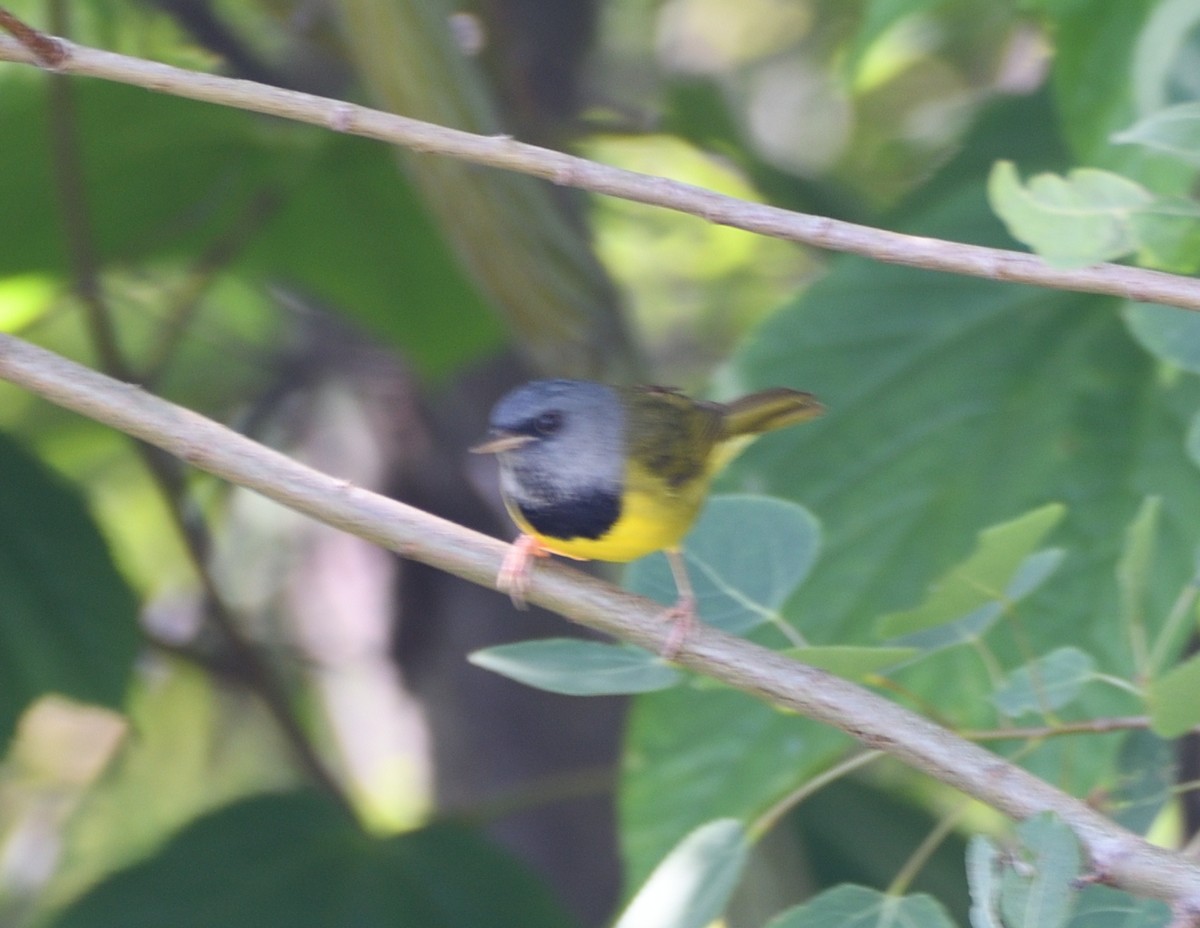 Mourning Warbler - ML463254311