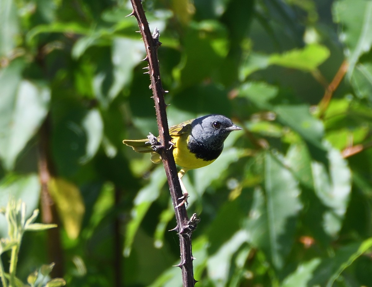 Mourning Warbler - ML463254321