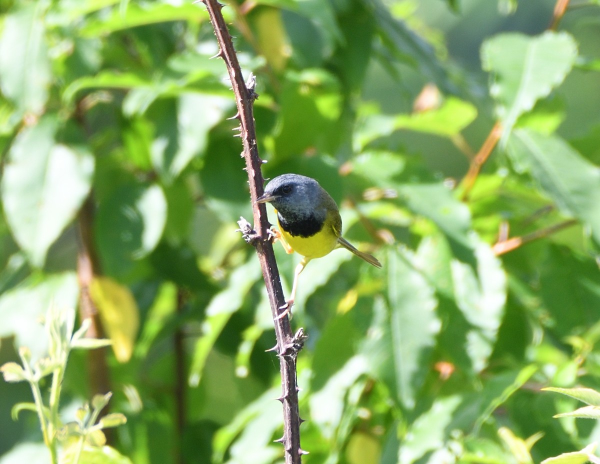 Mourning Warbler - ML463254331