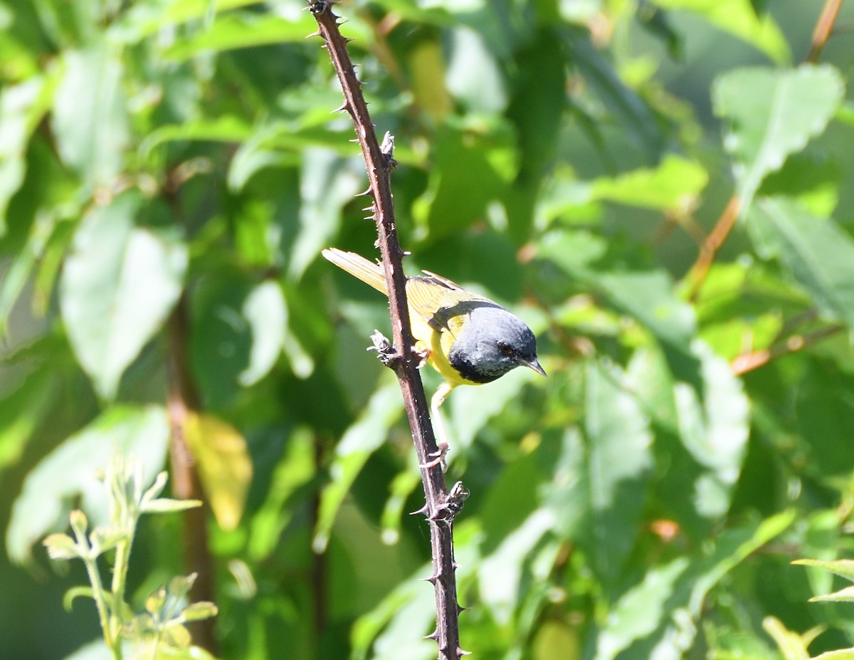 Mourning Warbler - ML463254351