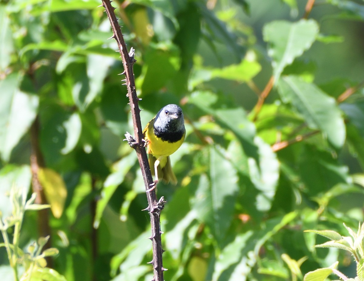 Mourning Warbler - ML463254361