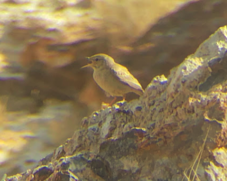 Pipit à long bec (captus) - ML463256881