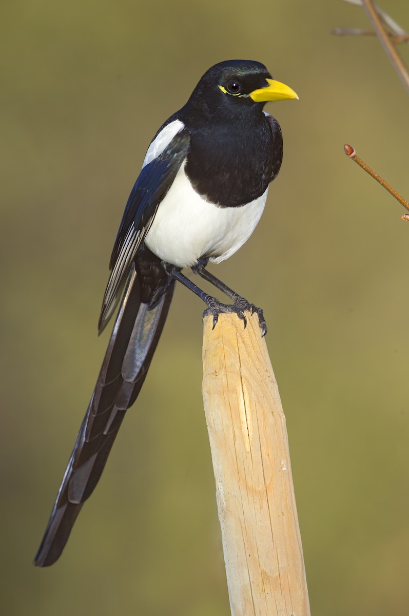 Yellow-billed Magpie - ML463256981