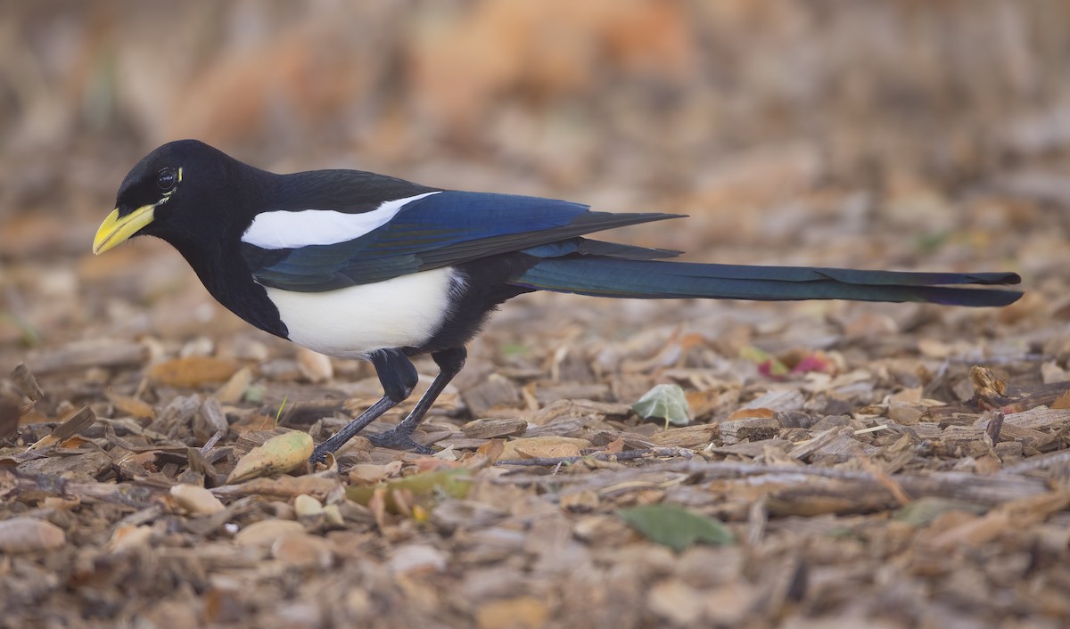 Yellow-billed Magpie - ML463257271