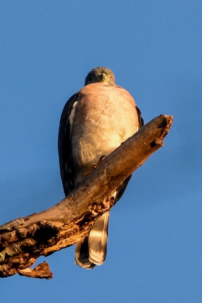 Double-toothed Kite - ML463257481