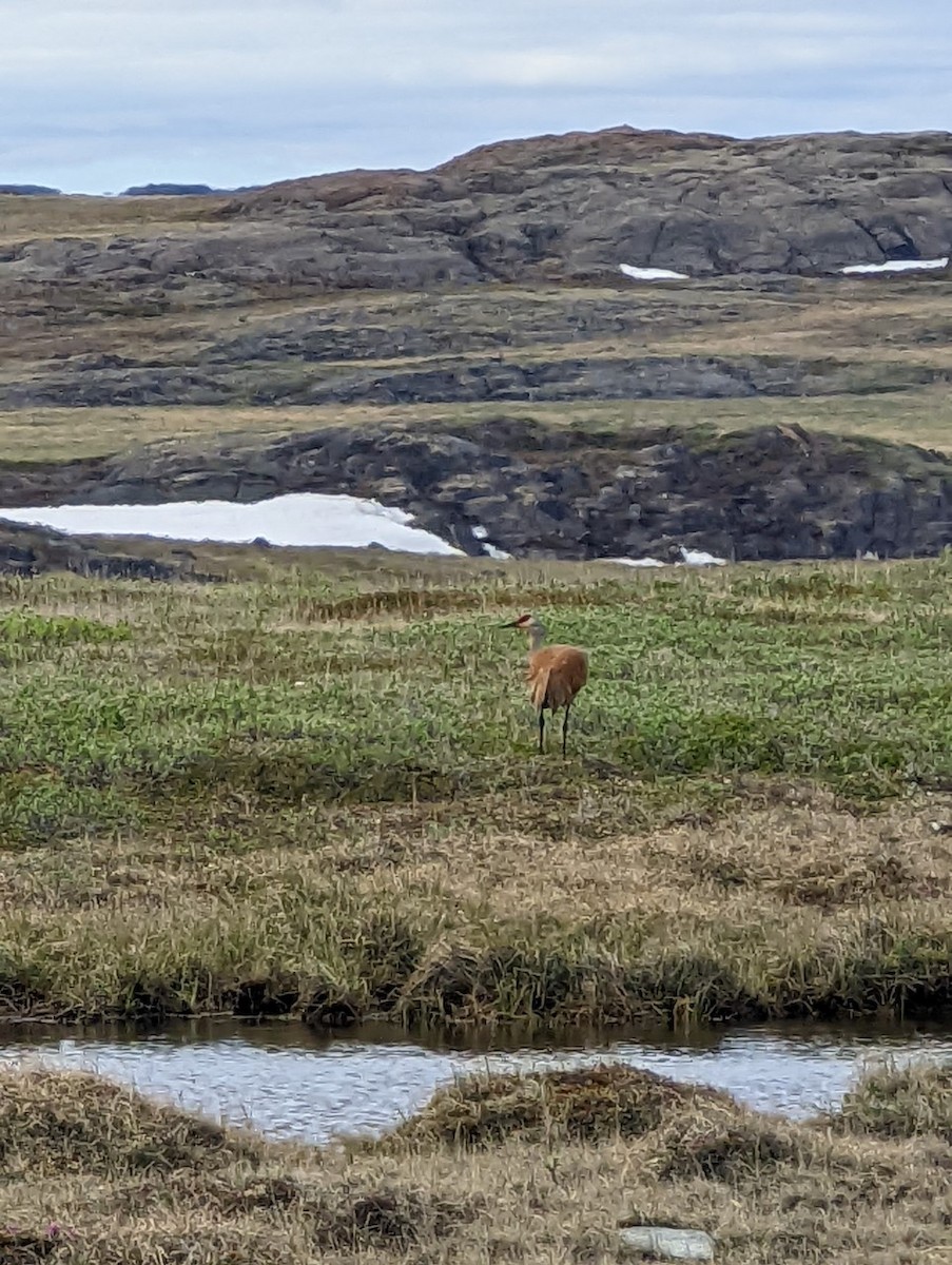 カナダヅル - ML463258831