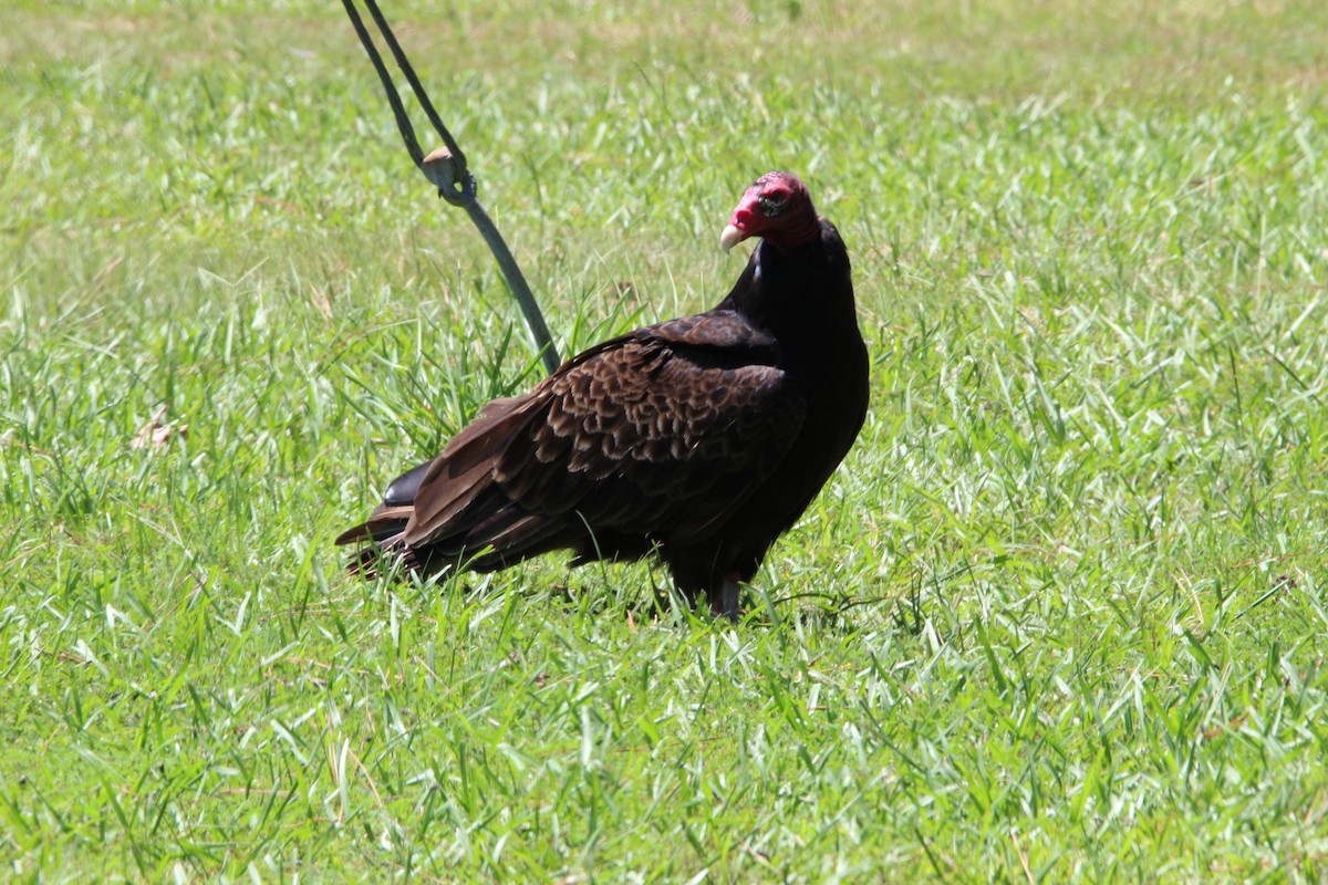 Turkey Vulture - ML463260301