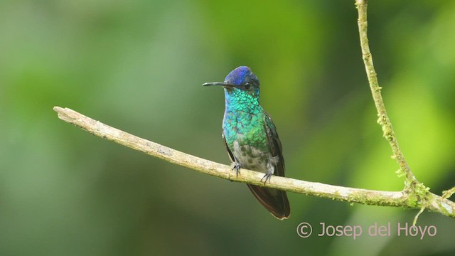 Golden-tailed Sapphire - ML463260571
