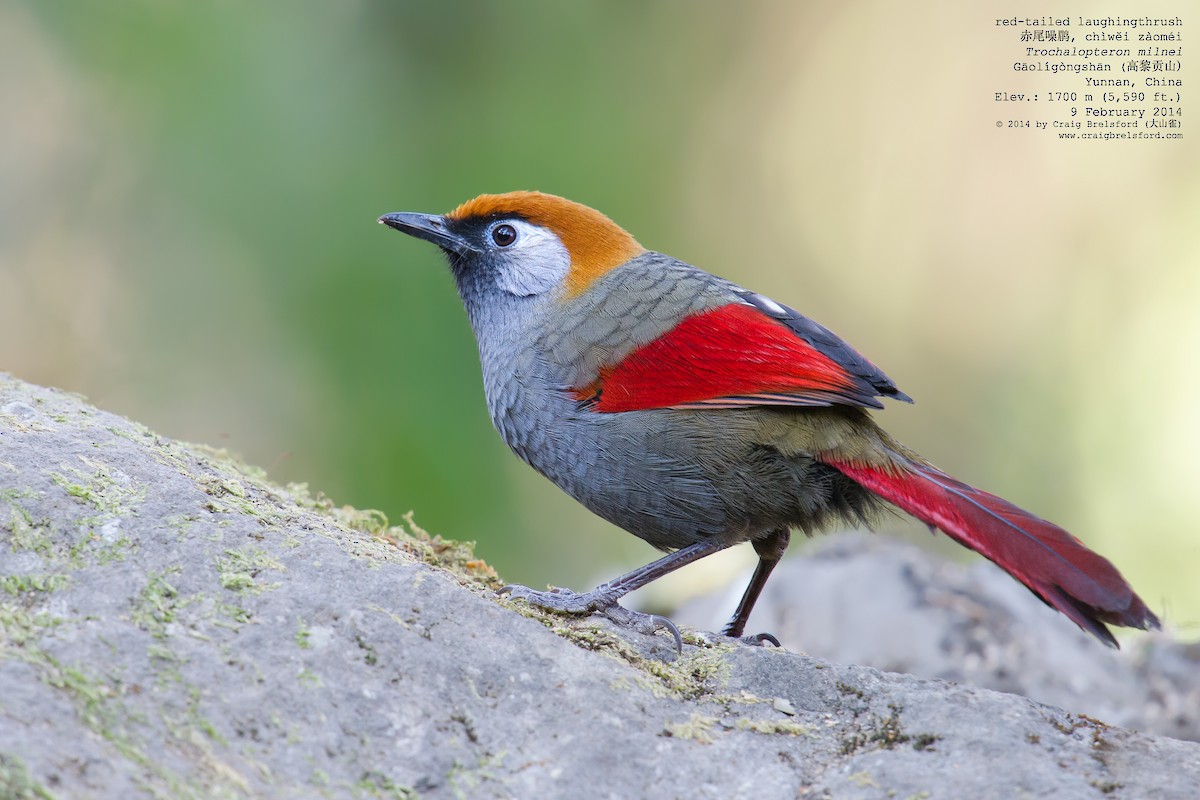 Red-tailed Laughingthrush - Craig Brelsford