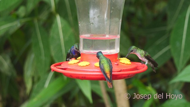 kolibřík zlatochvostý - ML463263041
