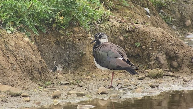 Northern Lapwing - ML463263421