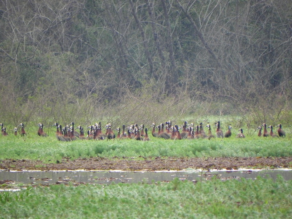 White-faced Whistling-Duck - ML46326391