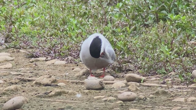 Common Tern - ML463263971