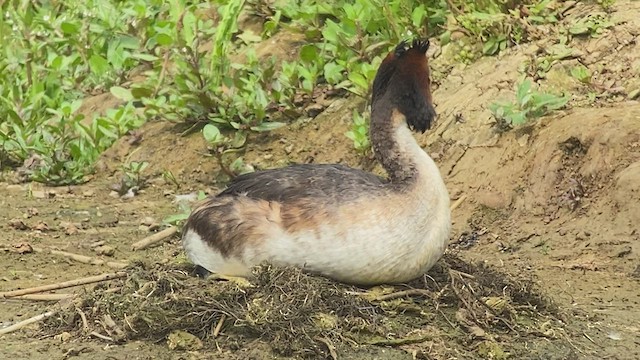 Great Crested Grebe - ML463264091