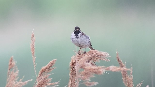 Reed Bunting - ML463264451