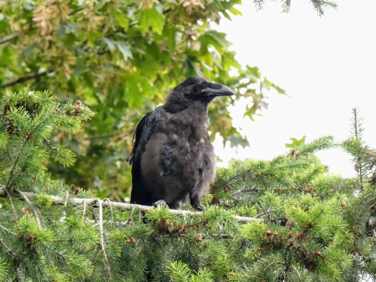 Common Raven - ML463264811