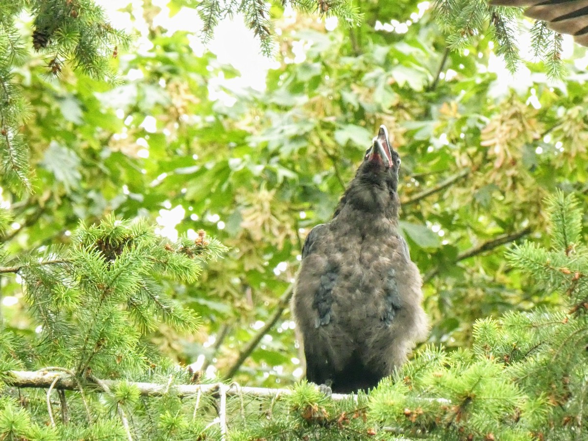 Common Raven - ML463264821