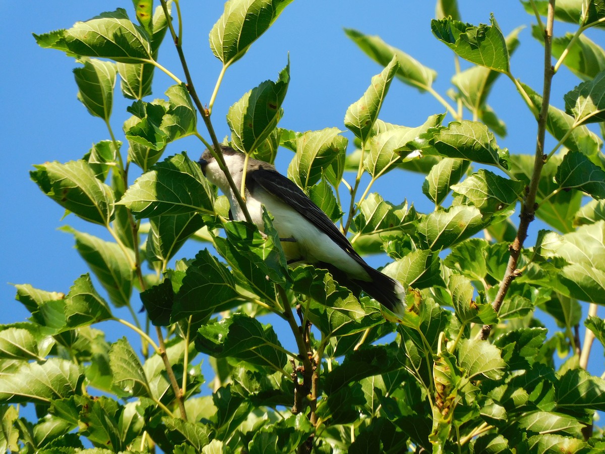 Eastern Kingbird - ML463265491