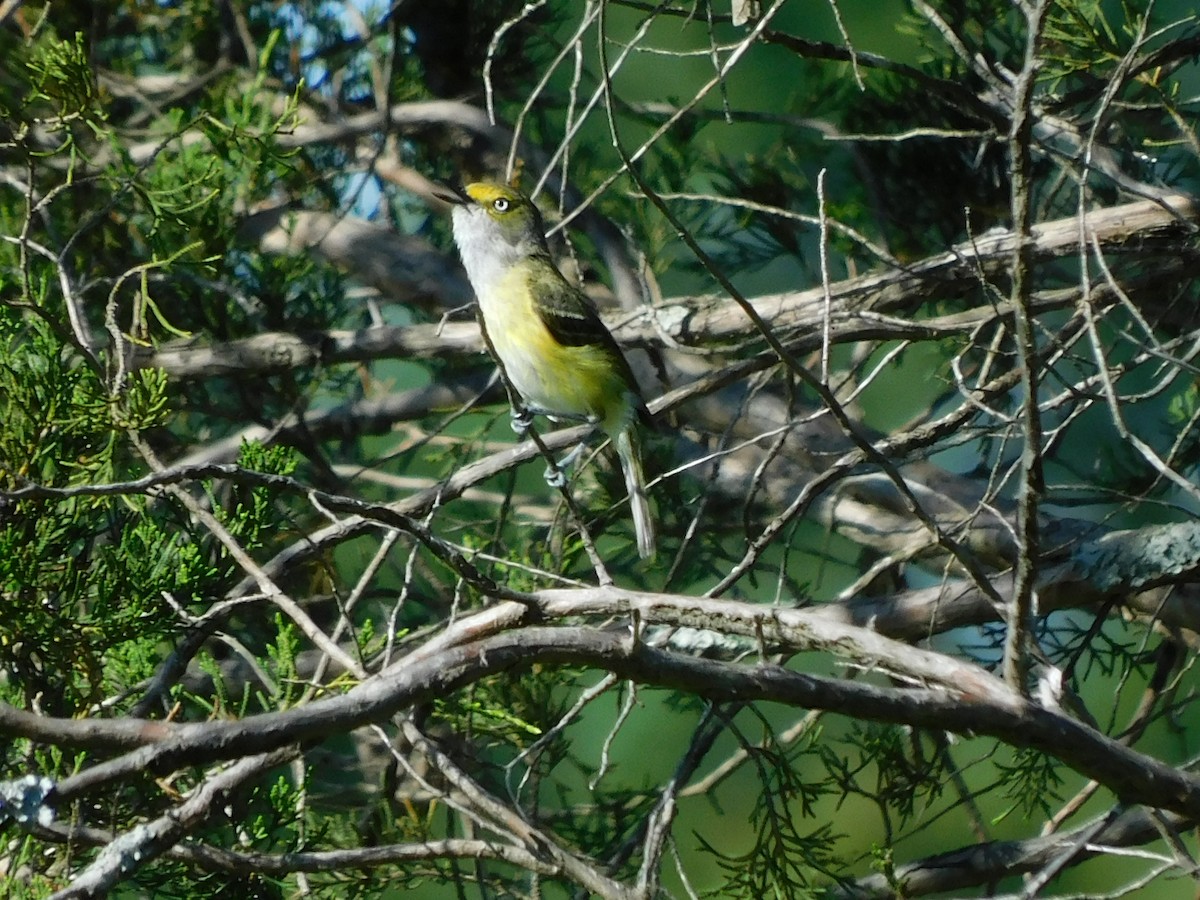 Ak Gözlü Vireo - ML463265851