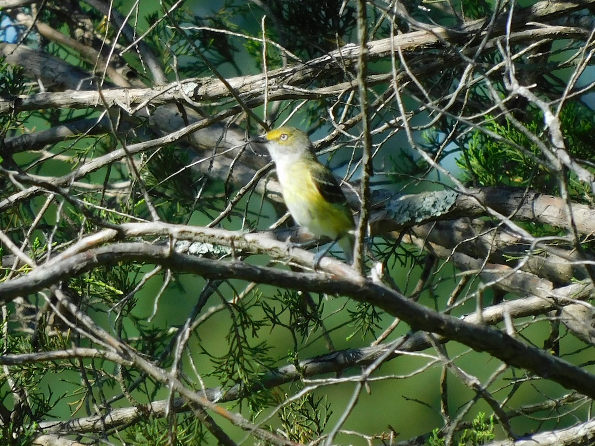 Ak Gözlü Vireo - ML463265861