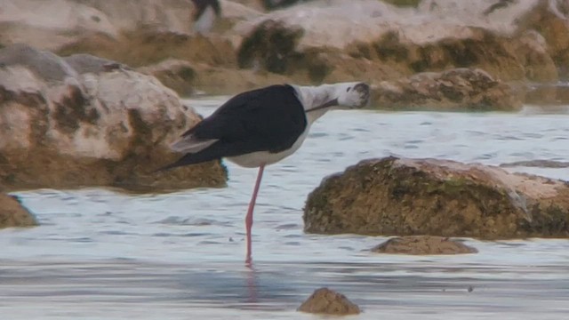 Black-winged Stilt - ML463265971