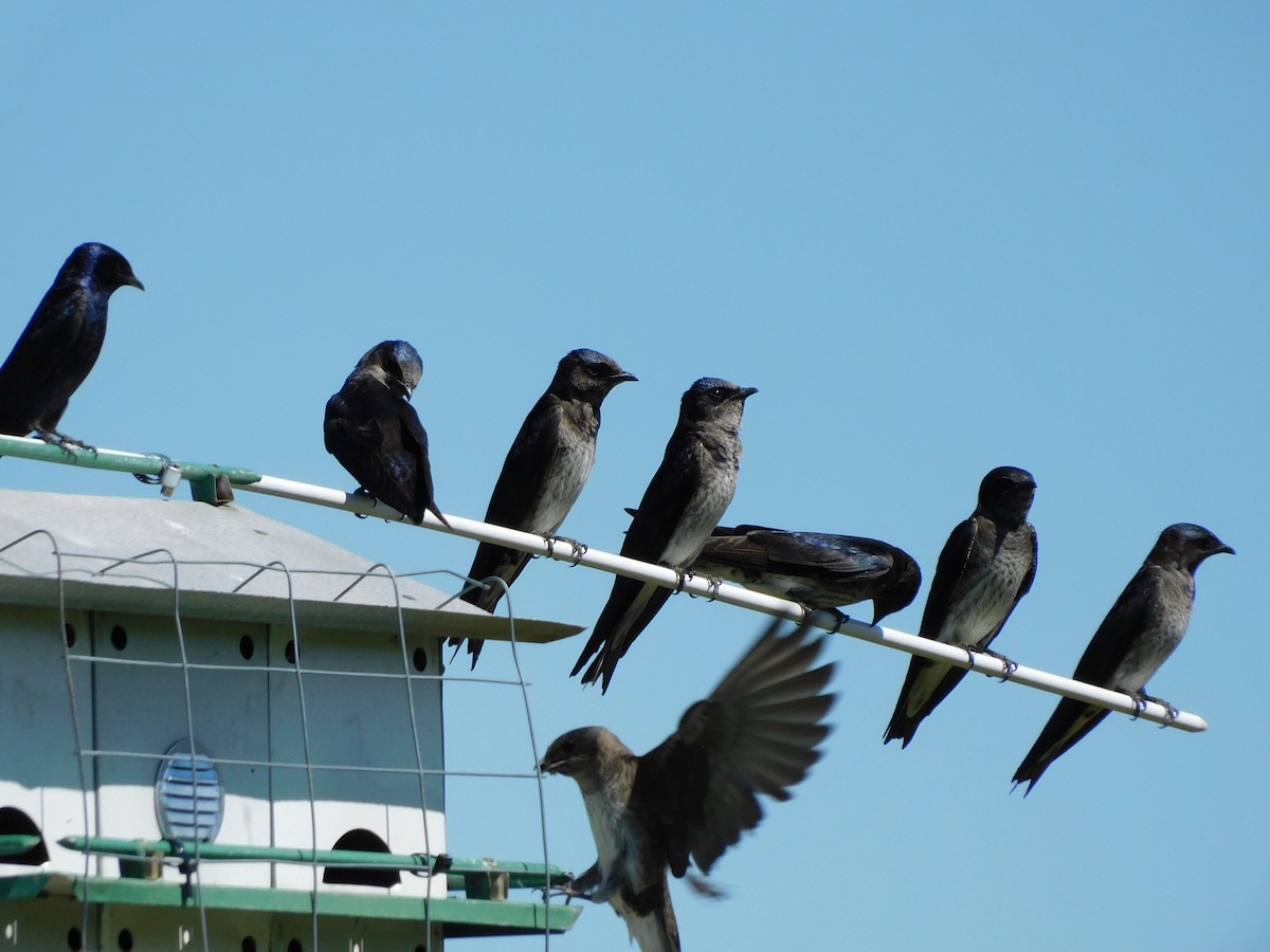 Purple Martin - Pete Huffer