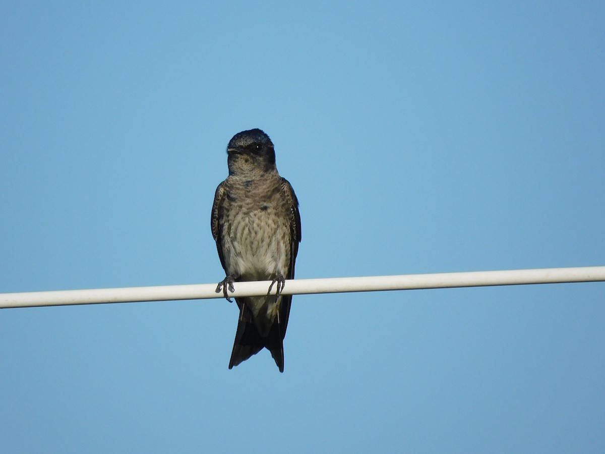 Purple Martin - ML463266341