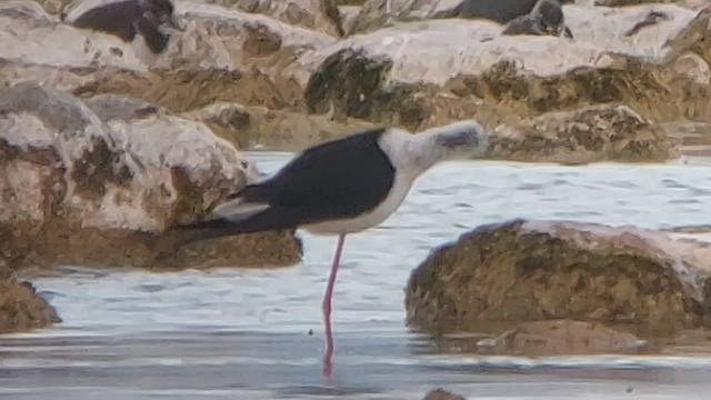 Black-winged Stilt - ML463267041