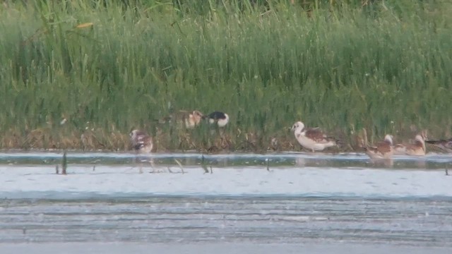 Black-winged Stilt - ML463267131