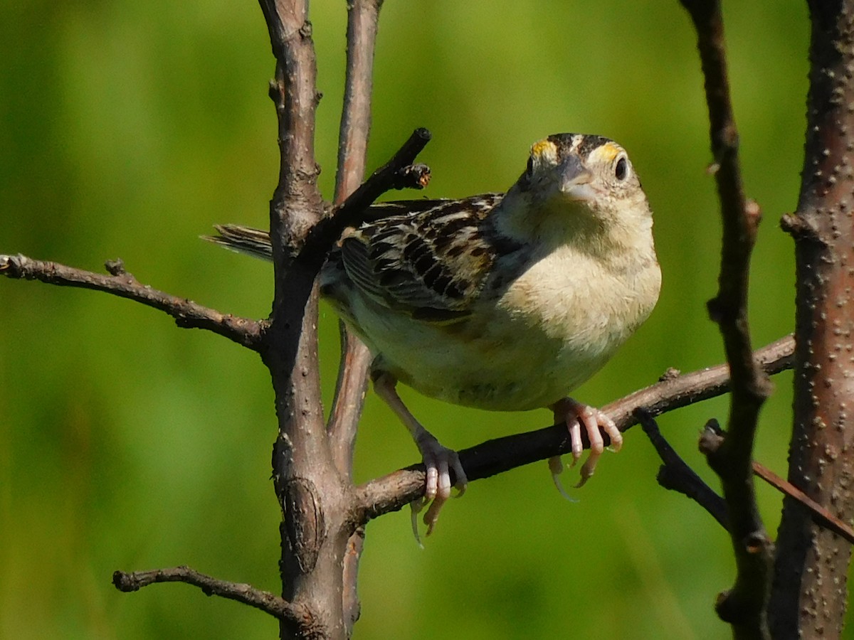 Grasshopper Sparrow - ML463267651