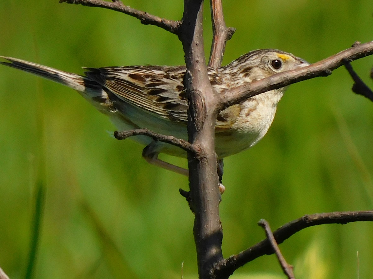 Grasshopper Sparrow - ML463267661