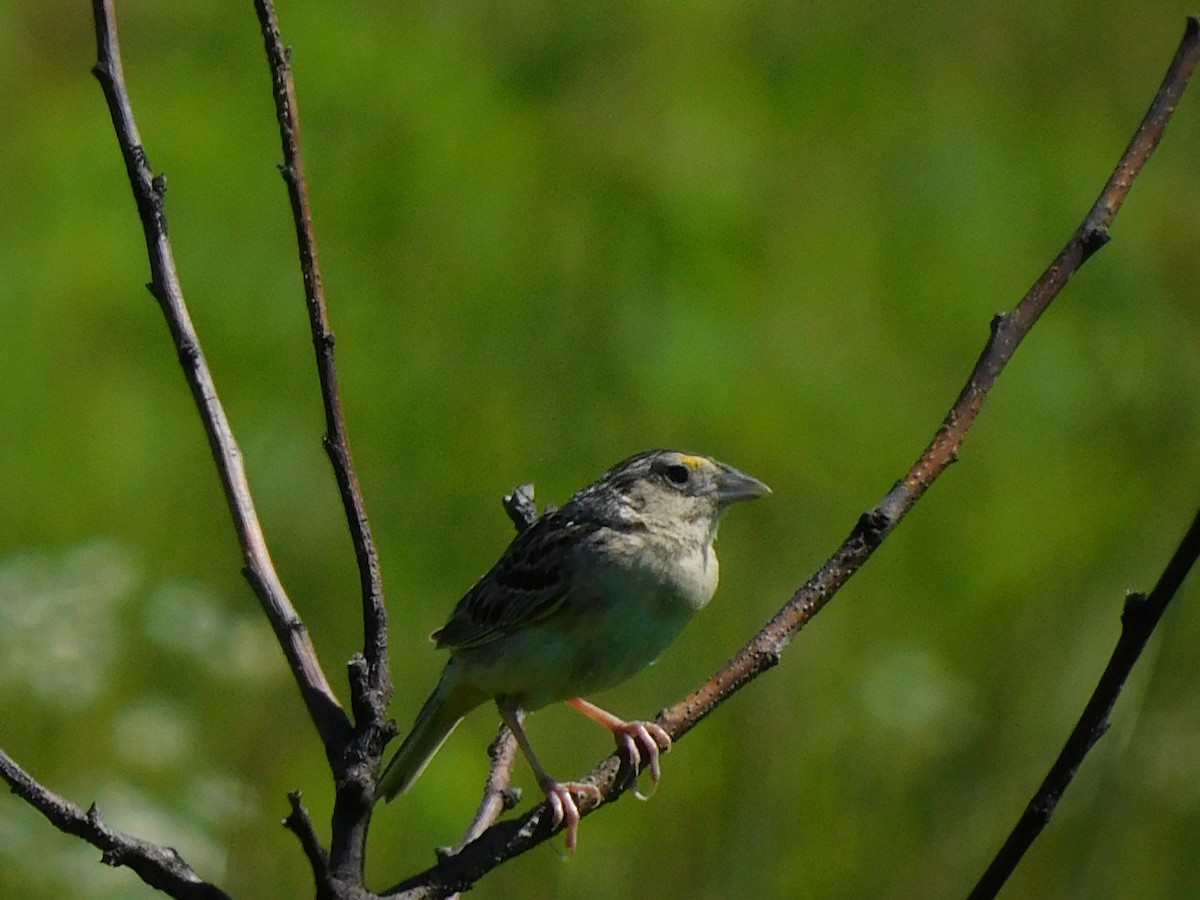 Grasshopper Sparrow - ML463267671