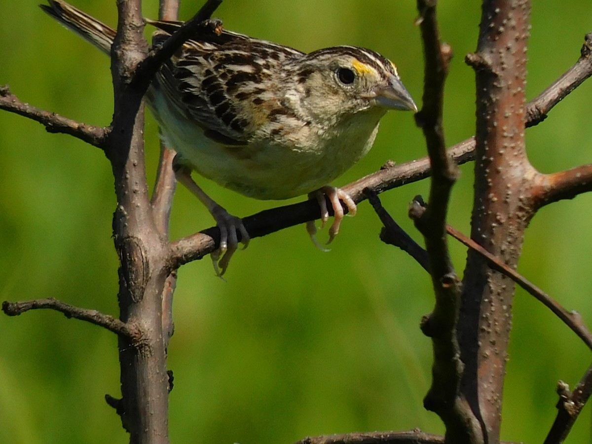 Grasshopper Sparrow - ML463267681