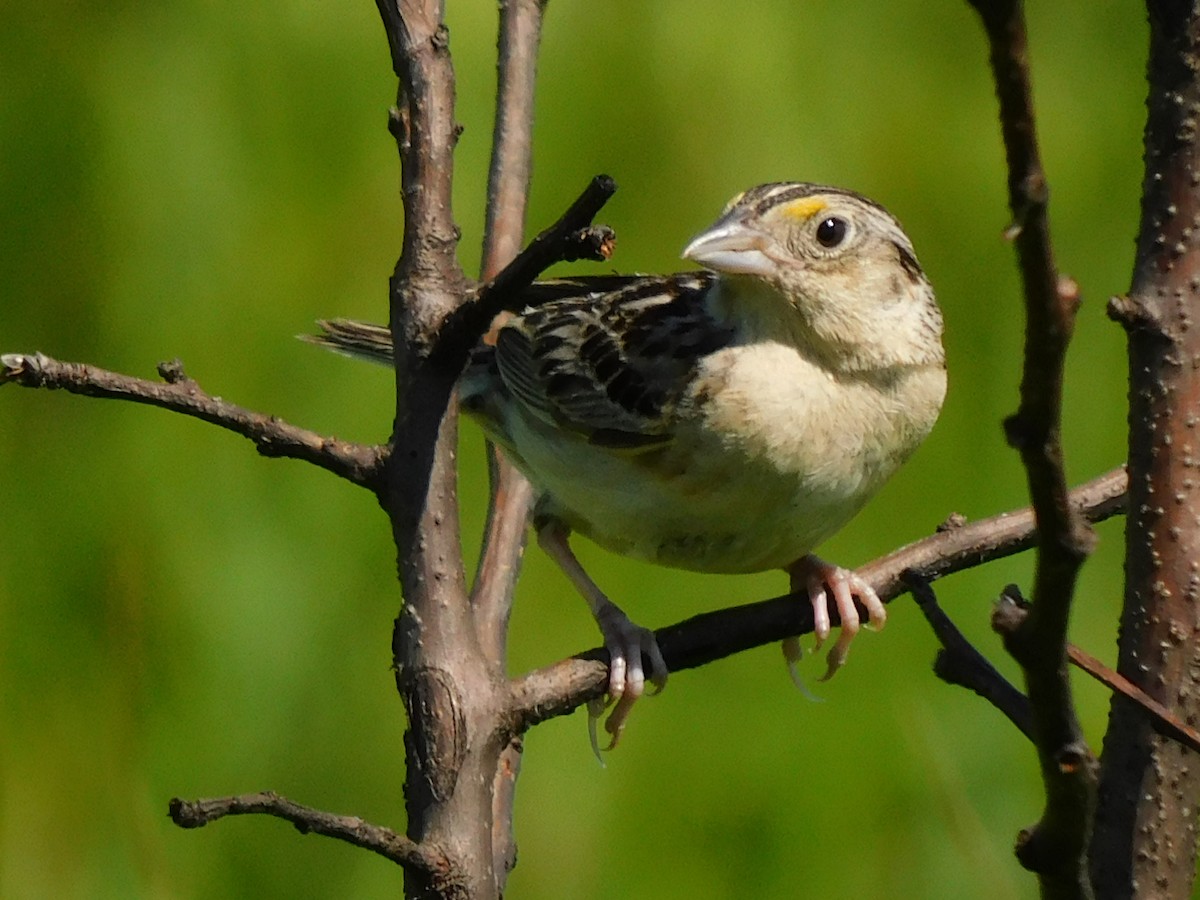 Grasshopper Sparrow - ML463267691
