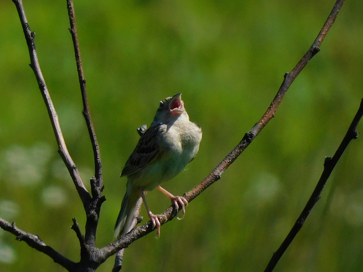 Grasshopper Sparrow - ML463267701