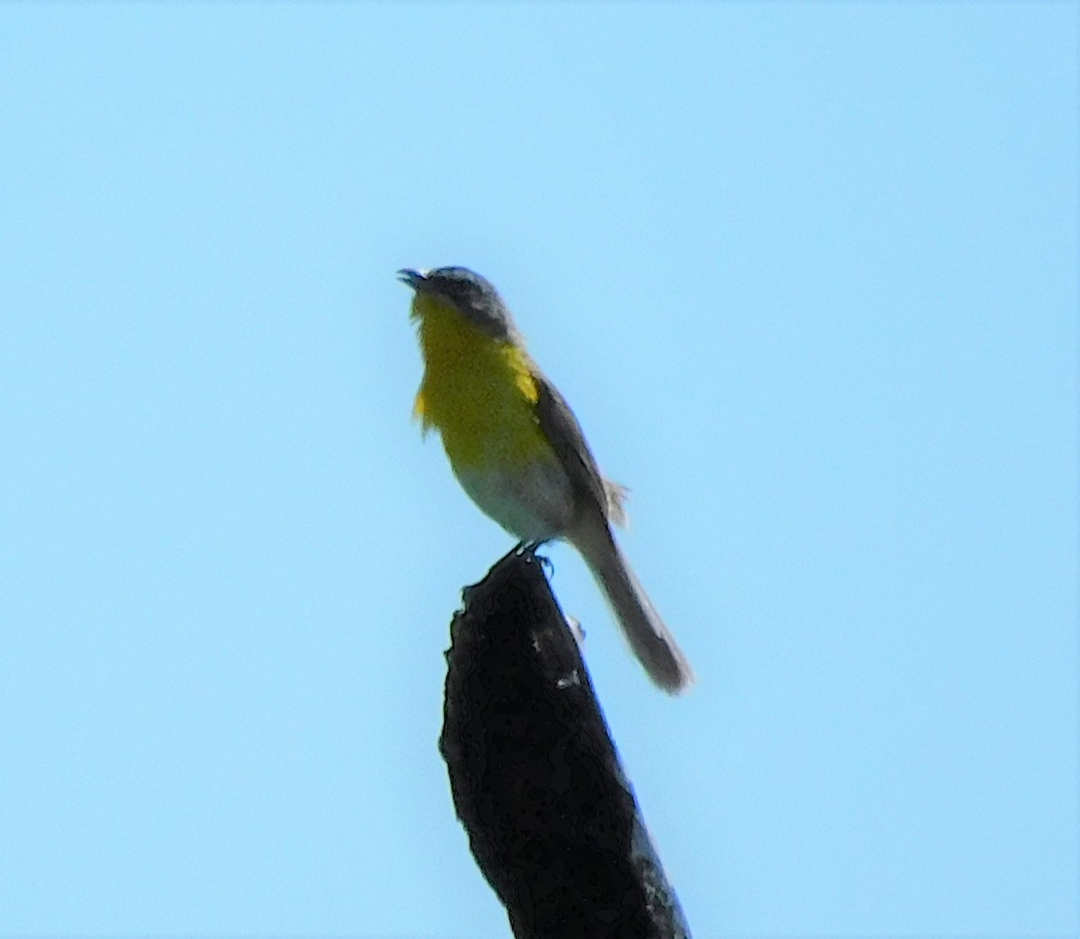 Yellow-breasted Chat - Pete Huffer