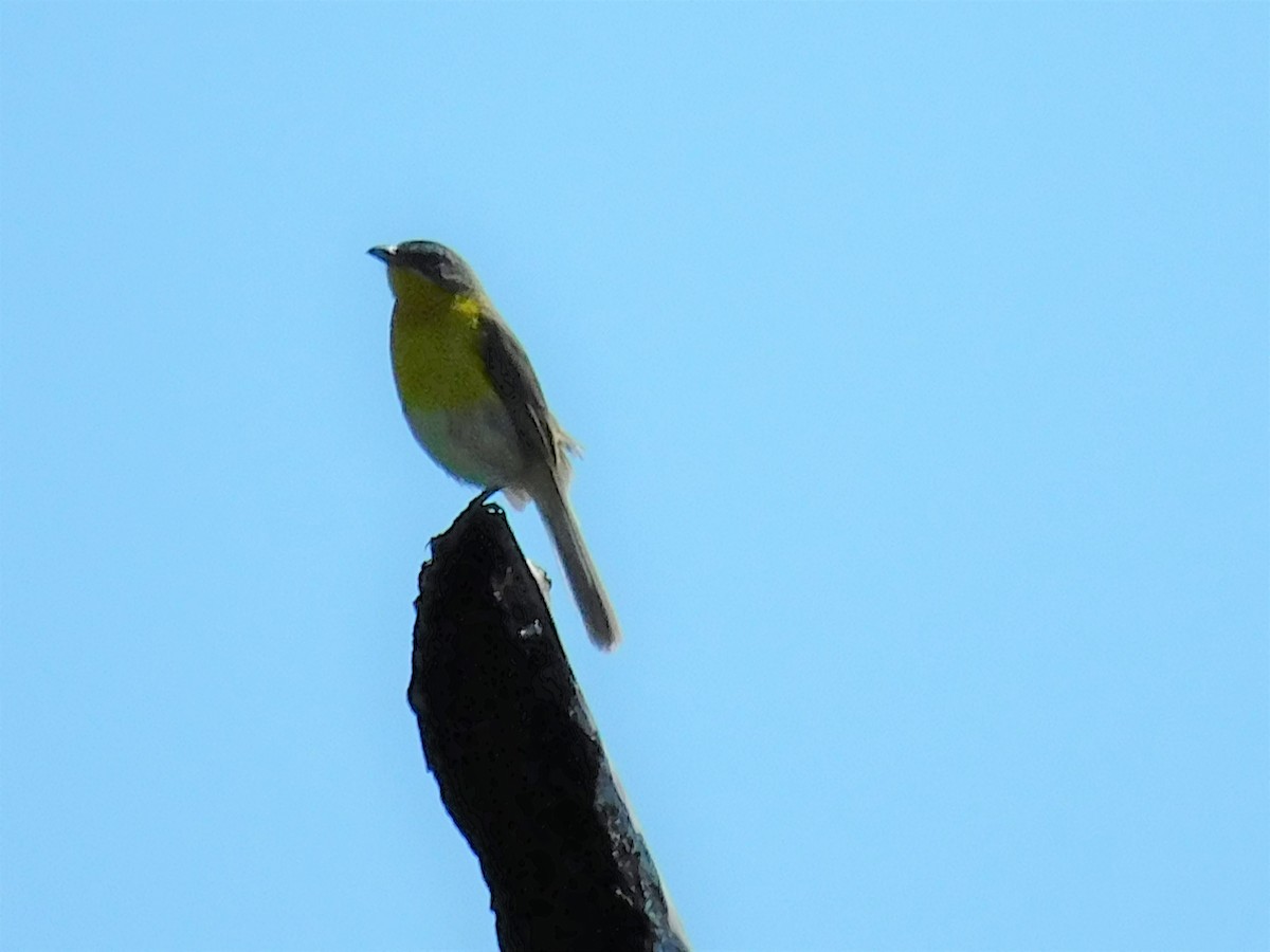 Yellow-breasted Chat - Pete Huffer