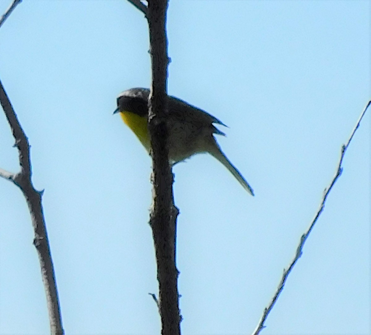 Common Yellowthroat - ML463268481