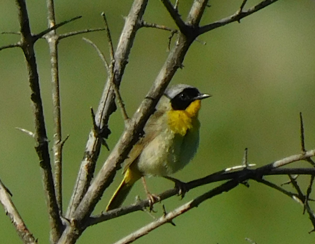 Common Yellowthroat - ML463268531