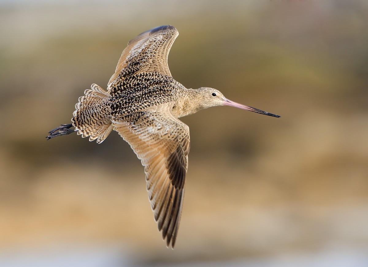 Marbled Godwit - Mark Chappell