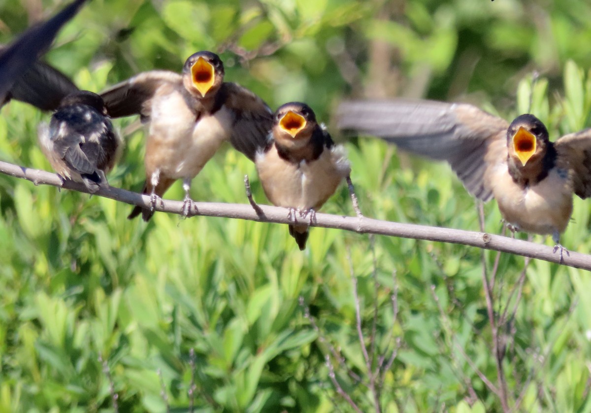 Barn Swallow - David and Regan Goodyear