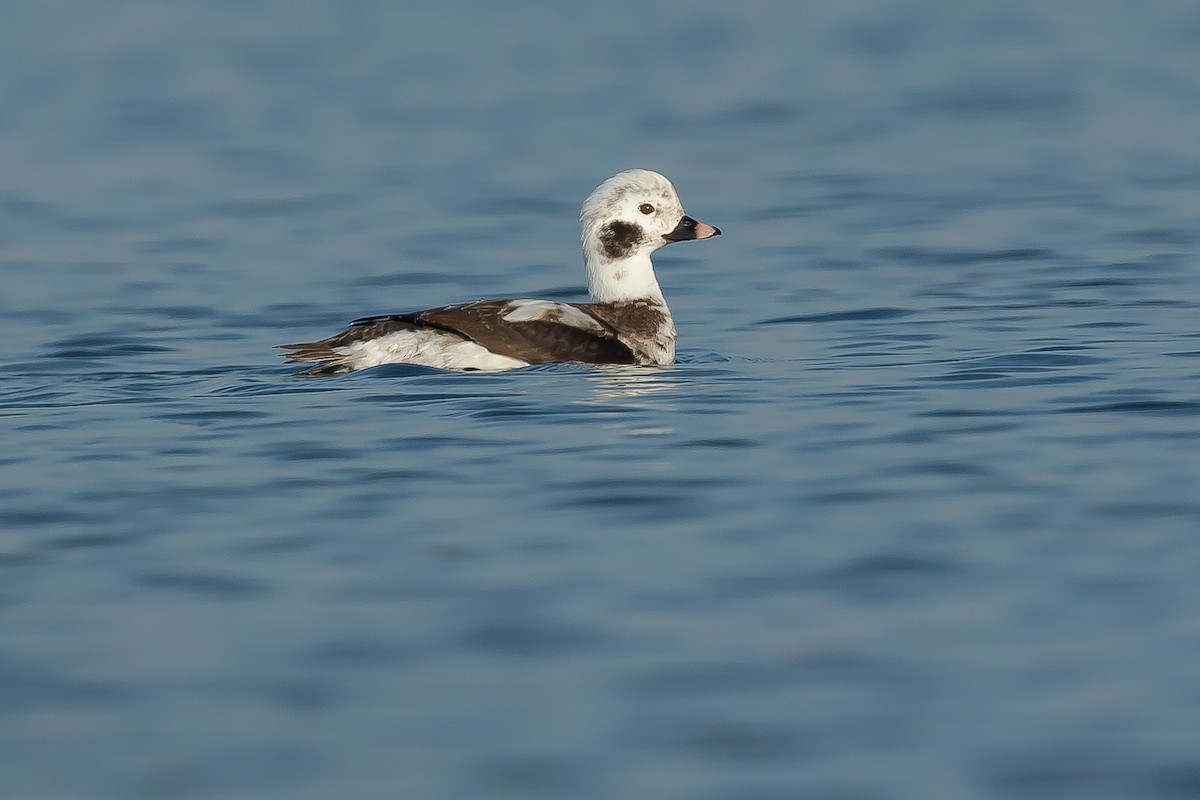 Long-tailed Duck - PMDE ESTEVES